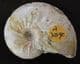 LEIOCERAS MICROCONCH - JURASSIC, DORSET.