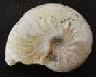 LEIOCERAS MICROCONCH - JURASSIC, DORSET.