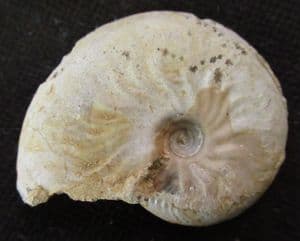 LEIOCERAS MICROCONCH - JURASSIC, DORSET.