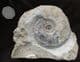 LEIOCERAS OPALINUM ON MATRIX - JURASSIC, DORSET.