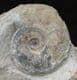 LEIOCERAS OPALINUM ON MATRIX - JURASSIC, DORSET.