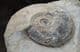 LEIOCERAS OPALINUM ON MATRIX - JURASSIC, DORSET.