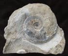 LEIOCERAS OPALINUM ON MATRIX - JURASSIC, DORSET.