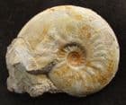 LEIOCERAS SHOWING MOUTH BORDER - JURASSIC, DORSET.