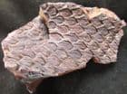 LEPIDODENDRON SP. - CARBONIFEROUS, POLAND.