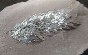 LEPIDOSROBUS SP - COAL MEASURES, LANCASHIRE.