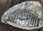 LEPIDOTES SEMISTRIATUS - FLANK OF BODY - JURASSIC, WHITBY.