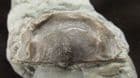 LEPTAENA DEPRESSA -SILURIAN, GOTLAND, SWEDEN.