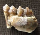 LEPTOMERYX EVANSI - PARTIAL JAW WITH TEETH - OLIGOCENE, NEBRASKA.
