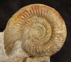 LEPTOSPHINCTED LEPTUS - JURASSIC, DORSET.