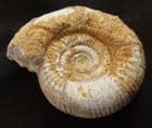 LEPTOSPHINCTES (CLEISTOSPHINCTES) PERSPICUS - JURASSIC, FRANCE.