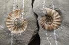 LIGHTNING STRIKE' AMMONITE - JURASSIC, LYME REGIS.