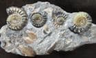 LINE OF PROMICROCERAS - JURASSIC, LYME REGIS.