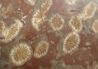 LITHOSTROTION JUNCEUM - CARBONIFEROUS, YORKSHIRE COAST.