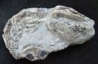 LOBSTER - MECOCHIRUS MAGNA - CRETACEOUS, ISLE OF WIGHT.