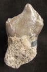 LOPHIODON LAUTRICENSE LOWER 3RD PREMOLAR - MIDDLE EOCENE, FRANCE.