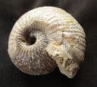 LOVELY AMMONITE SHOWING LABRUM - JURASSIC, DORSET.
