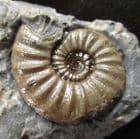 LOVELY ASTEROCERAS MARGARITOIDES - JURASSIC, LYME REGIS.
