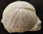 LOVELY CLYPEUS ON MATRIX. - JURASSIC, GLOUCESTERSHIRE.