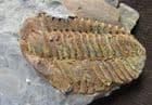 LOVELY COLPOCORYPHE ROUAULTI - ORDOVICIAN, BRITTANY, FRANCE.