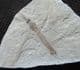 LOVELY CRANEFLY - EOCENE, COLORADO, USA.