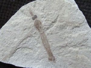 LOVELY CRANEFLY - EOCENE, COLORADO, USA.
