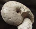 LOVELY DISPLAY NAUTILUS SHOWING CHAMBERS - -JURASSIC, DORSET.