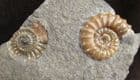 LOVELY DOUBLE PROMICROCERAS 'POPPER' - JURASSIC, LYME REGIS.