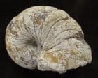 LOVELY JUNCTION BED NAUTILUS FROM SOMERSET.
