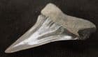 LOVELY MAKO SHARK TOOTH - PLIOCENE, BELGIUM