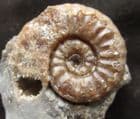 LOVELY MICROCONCH ASTEROCERAS STELLARE - JURASSIC, LYME REGIS.