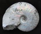 LOVELY MOTHER OF PEARL SHELLED AMMONITE - CRETACEOUS, MADAGASCAR.