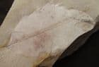 LOVELY POPLAR LEAF - MIOCENE, HUNGARY.