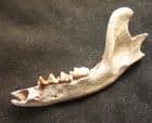 LOVELY RACOON JAW - LATE PLEISTOCENE, FLORIDA.