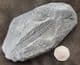 LOVELY SEED FERN FROND - CARBONIFEROUS, FRANCE.