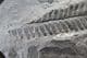 LOVELY SEED FERN FROND - CARBONIFEROUS, FRANCE.
