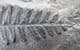LOVELY SEED FERN FROND - CARBONIFEROUS, FRANCE.
