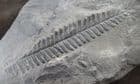 LOVELY SEED FERN FROND - CARBONIFEROUS, FRANCE.