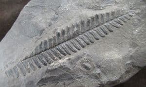 LOVELY SEED FERN FROND - CARBONIFEROUS, FRANCE.