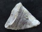 LOVELY 'SLIPPER' CORAL DEVONIAN, GERMANY.