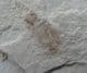 LOVELY SNOUT BEETLE - EOCENE, COLORADO, USA.