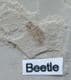 LOVELY SNOUT BEETLE - EOCENE, COLORADO, USA.