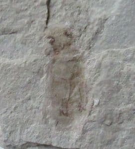 LOVELY SNOUT BEETLE - EOCENE, COLORADO, USA.