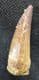 LOVELY SPINOSAURUS TOOTH - CRETACEOUS, MOROCCO.