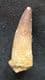 LOVELY SPINOSAURUS TOOTH - CRETACEOUS, MOROCCO.