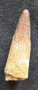 LOVELY SPINOSAURUS TOOTH - CRETACEOUS, MOROCCO.