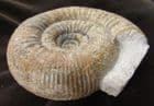 LOVELY STEPHANOCERAS HUMPHRIESIANUM - JURASSIC, DORSET.