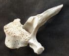 LUMBAR VERTEBRA OF A YOUNG CAVE BEAR - PLEISTOCENE, ROMANIA.