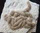 LUMBRICARIA - CUTTLEFISH COPROLITE - JURASSIC, BAVARIA, GERMANY