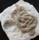 LUMBRICARIA - CUTTLEFISH COPROLITE - JURASSIC, BAVARIA, GERMANY